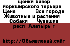 щенки бивер йоркширского терьера › Цена ­ 8 000 - Все города Животные и растения » Собаки   . Чувашия респ.,Алатырь г.